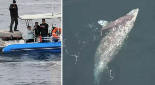 Balena grigia partorisce davanti ai turisti che restano a bocca aperta