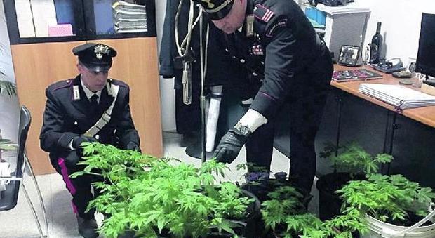 Roma, il principe Odescalchi arrestato per marijuana: scoperta una serra nel castello