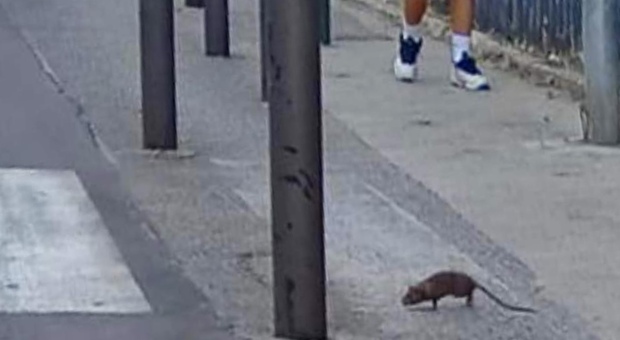 Arzano, strade invase dai topi: «Intervenire prima che inizi la scuola»