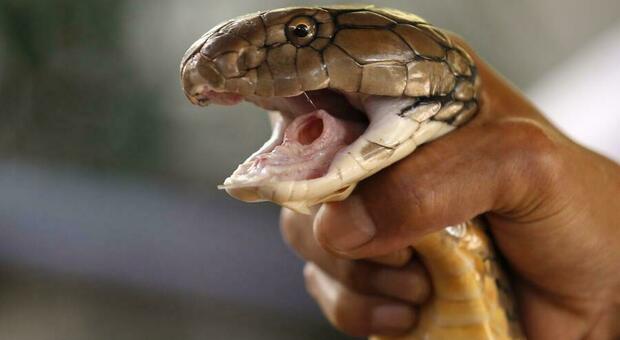 Bambino di otto anni morde un serpente in India