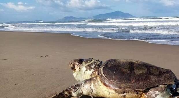 Licola, tartaruga Carretta Carretta trovata morta sulla spiaggia