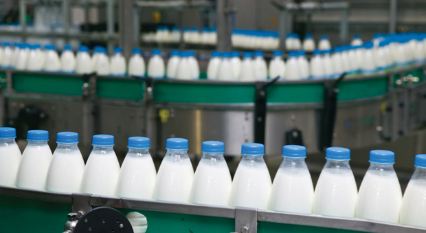 La vendita del latte nelle mani dei Casalesi: 7 arresti, ci sono due manager Parmalat, l'imprenditore Greco e nipoti di Zagaria