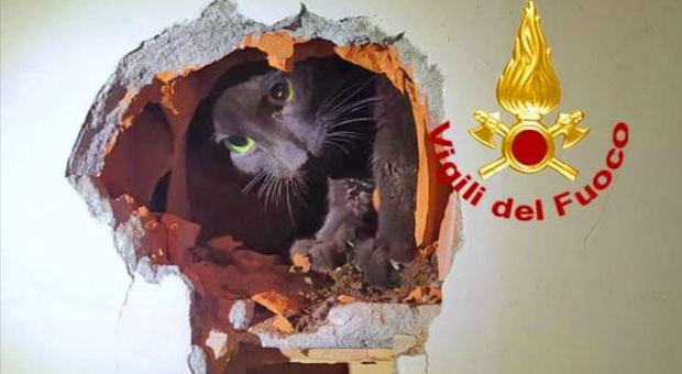 Gattino randagio cade in un canna fumaria: i vigili del fuoco lo salvano poi scatta l'adozione