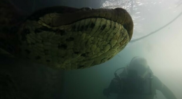 Immersione con Anaconda di 7 metri
