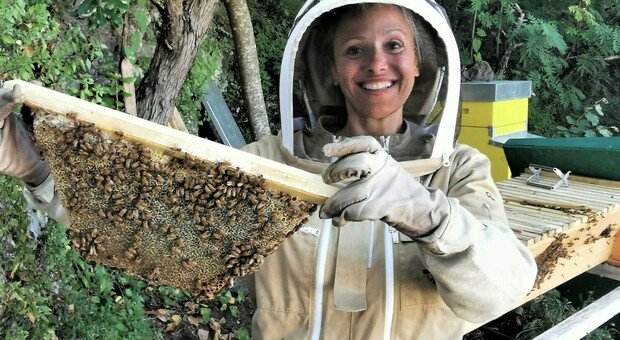 A Ischia tornano le «api selvatiche», c’è l’app per monitorarle