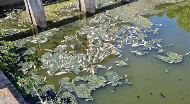 Latina, moria di pesci a Capoportiere: a decine nel canale, ma anche in spiaggia