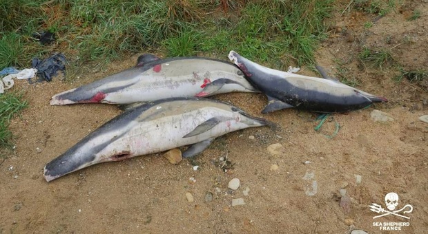 Alcuni dei delfini trovati morti da Sea Shepherd France