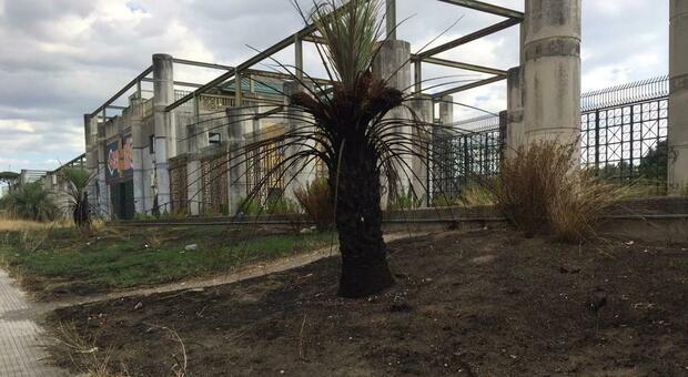 Napoli Est, rogo alle aiuole di Ponticelli: danni alle piante e rifiuti incendiati