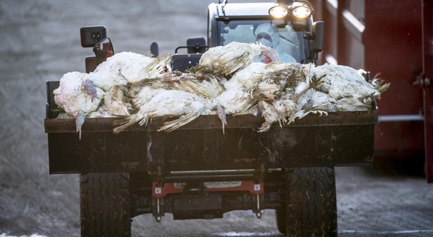 Influenza aviaria, è allarme: Italia secondo Paese più colpito in Europa per numero di focolai negli allevamenti