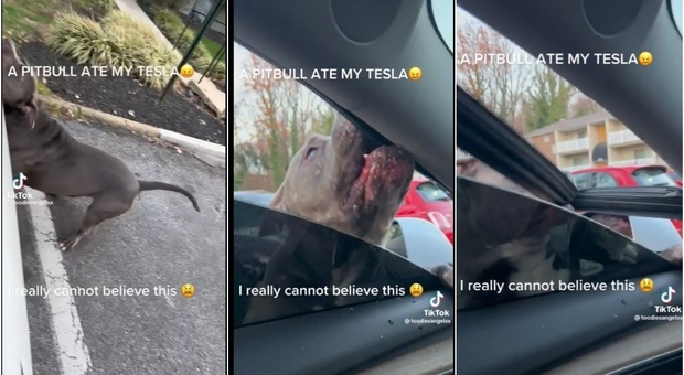 Pitbull attacca una donna in auto e "mangia" pezzi della vettura: «Mi ha distrutto al Tesla»