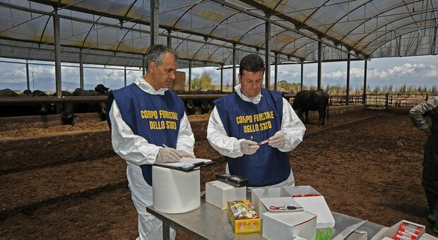Brucellosi, chiesto lo stop agli abbattimenti delle bufale; gli allevatori: «Servono test più accurati»