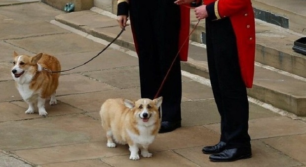 Regina Elisabetta, la razza di cani più amata da Sua Maestà, il Corgi, raddoppia il suo prezzo. In Inghilterra e Francia è Corgi-mania