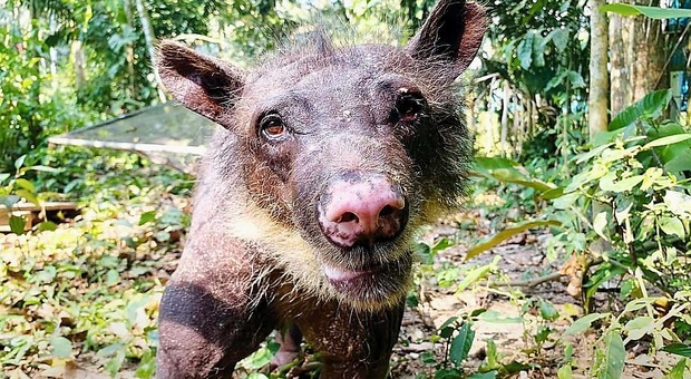 Cholita, l'orsa salvata dal circo e rimasta senza pelliccia, è morta. (immag diffuse da Animal Defenders International)
