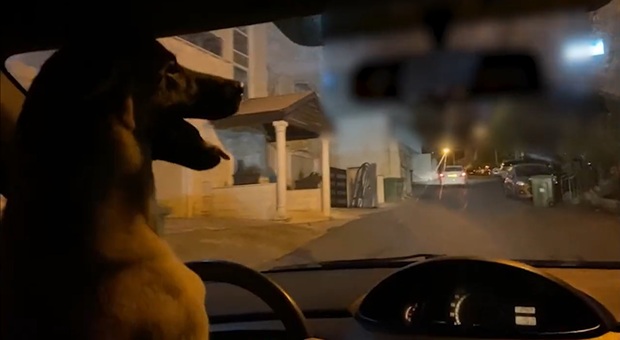 Fa "guidare" l'auto al proprio cane, poi pubblica il video sui social: arrestato