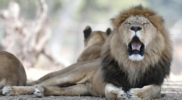 Sudafrica, il governo vieta di allevare leoni per la caccia