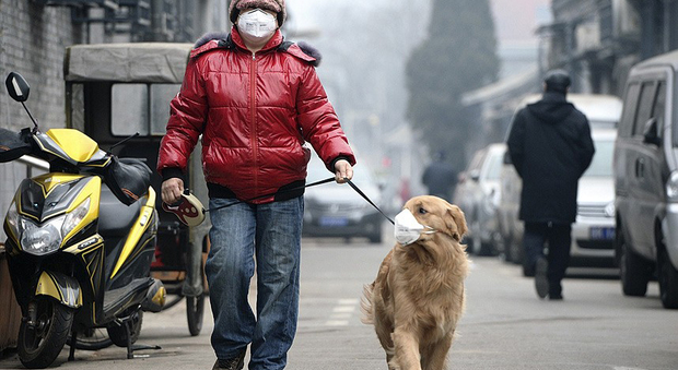 Attenti! Cani e gatti a rischio smog come i bambini: scopri le regole salva-vita