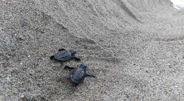 Ischia, 60 tartarughe marine raggiungono il mare nella baia di San Montano