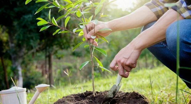 420 alberi piantati nelle scuole campane