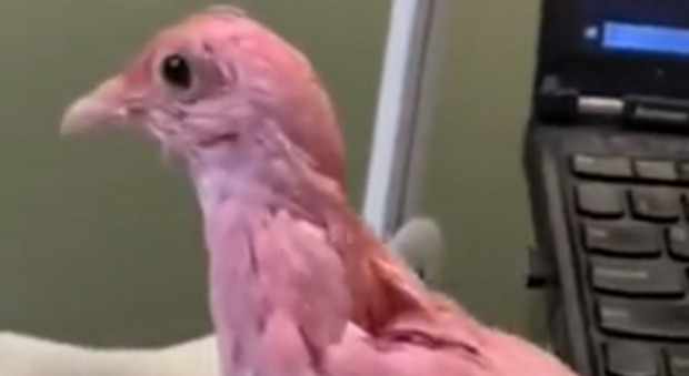 Gender reveal, piccione tinto di rosa per svelare il sesso del nascituro: scoppia l'ira degli animalisti
