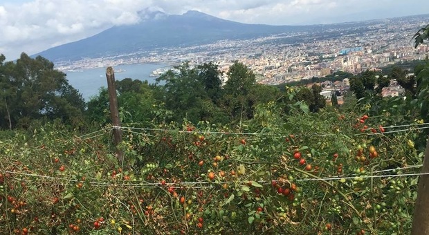 Pomodori della reggia Quisisana a Castellammare con il Vesuvio sullo sfondo
