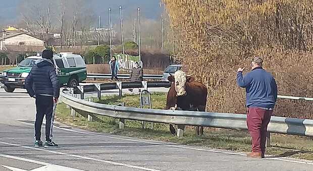 Mucche imbizzarrite in fuga sulla strada: tutto bloccato. Sospeso anche il Rally dei Colli Trevigiani