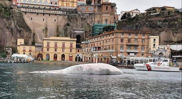 Recuperata la balena di Sorrento. E' lunga 23 metri per 70 tonnellate di peso. (immg pubbl da Punta Campanella Parco Marino su Fb)