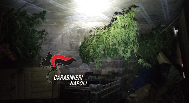 Gragnano, coltivava cannabis nel casolare: arrestato 45enne