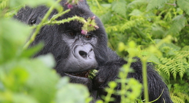Nasce in Congo un cucciolo di una specie di gorilla in via di estinzione - FOTO