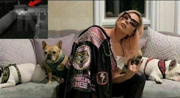 Lady Gaga, condannato a 21 anni l'uomo che rubò i due cani della popstar e sparò al dogsitter