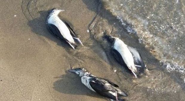 Giugliano, 20 uccelli morti sulla foce del Lago Patria. La Lipu: è avvelenamento da inquinamento marino