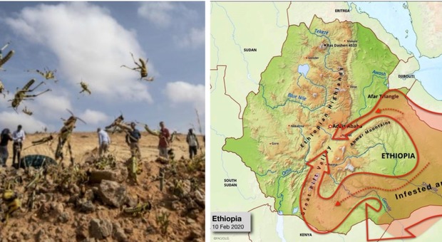 Locuste, l'allarme di Onu e Fao: rischia di morire un decimo degli abitanti di Etiopia, Kenya e Somalia