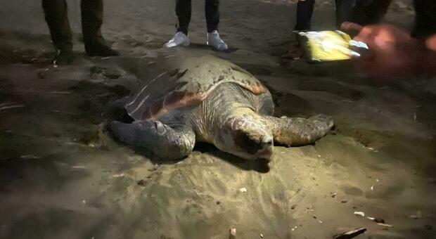 La tartaruga che ha nidificato sul litorale di Ladispoli, per la precisione a Palo