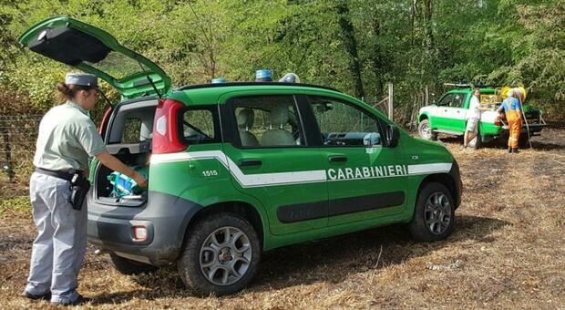 Abusi edilizi nel Parco del Cilento: intervento dei carabinieri forestali