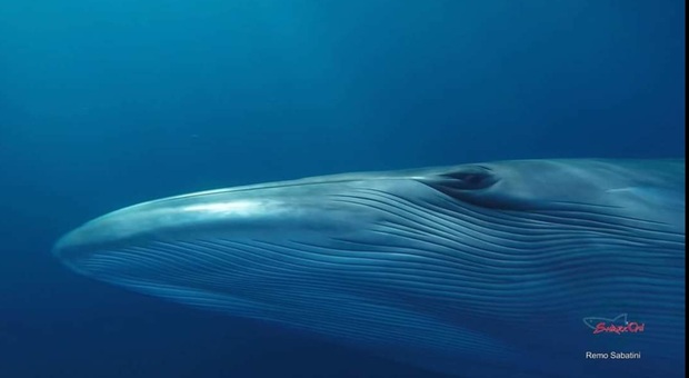 Una balena (immag Remo Sabatini)