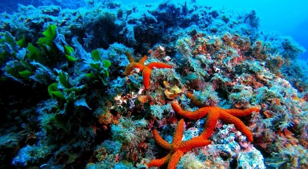 Posillipo, il fondale della Gaiola si ripopola di stelle marine rosse