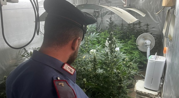 Qualiano, scoperta una serra artificiale di cannabis alimentata con elettricità rubata: due arresti