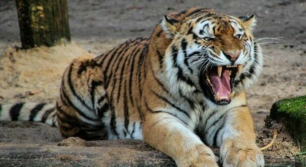 Una tigre attacca il figlioletto di 15 mesi: mamma eroina combatte e salva il bimbo