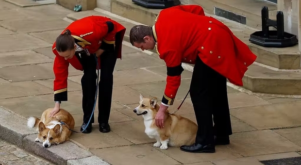 Regina Elisabetta, l'addio degli amati cagnolini corgi e del suo cavallo Emma: i video commuovono il web