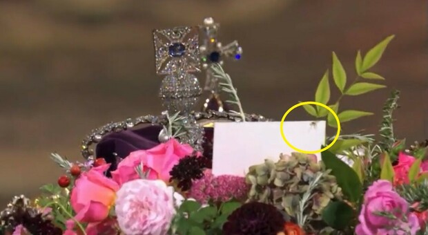 Regina Elisabetta, un ragno sul feretro: spuntato dai fiori, le foto sui social. «Segno di buon auspicio»