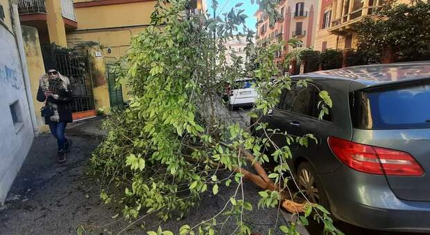 Maltempo a Napoli: chiome d' albero spezzate e non rimosse al Vomero.