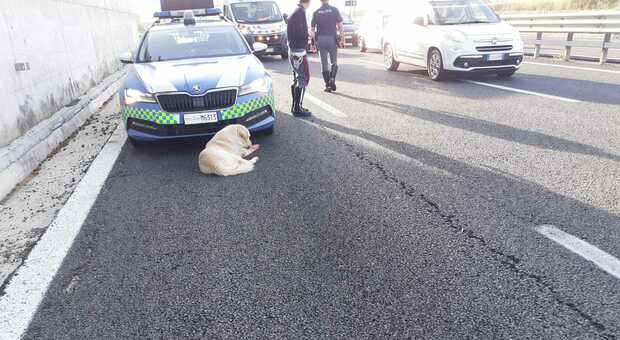 Pompei, cucciolo in autostrada salvato in extremis dalla polizia stradale