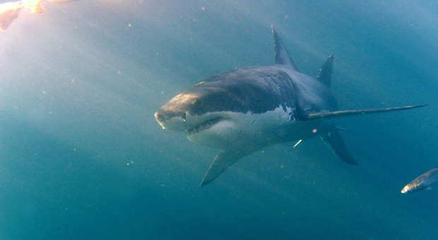 Sub decapitato da uno squalo bianco lungo quasi sei metri. Il racconto choc del pescatore che ha assistito alla tragedia