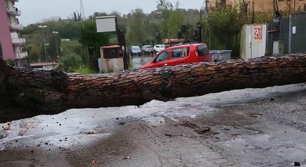 Maltempo a Marano, albero crolla all'esterno del cimitero: tragedia sfiorata