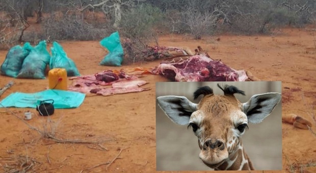 La giraffa uccisa (immag diffusa dal Kenya Wildlife Service, nel tondo, repertorio Ansa)