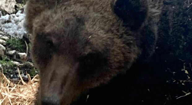 L'orsa Bambina tenta di uccidere Juan Carrito che aveva invaso il suo territorio