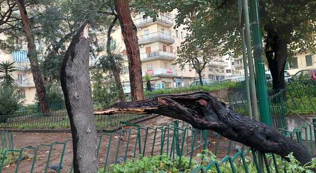 Bagnoli, crollano alberi con il maltempo: uno cade nel viale del liceo Gentileschi