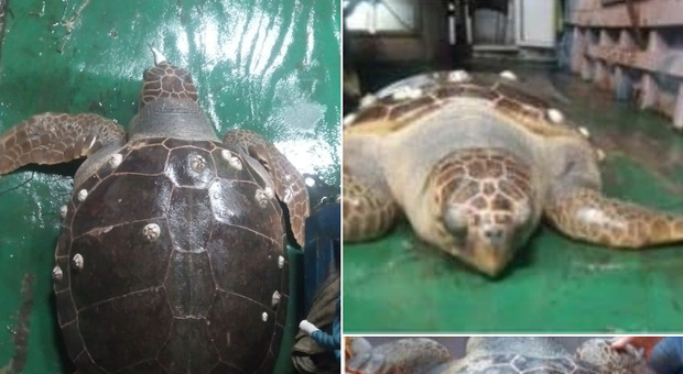 La storia della tartaruga "Osimhen": salvata e chiamata come Victor