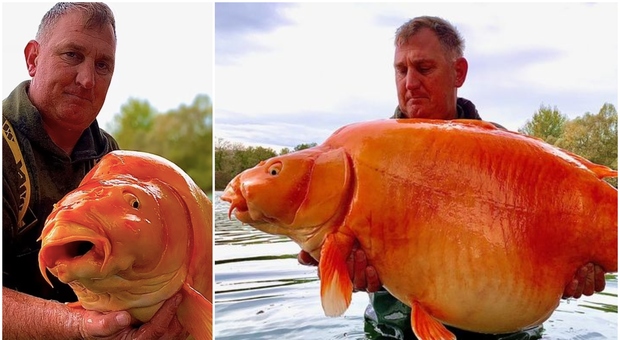 Il "pesce rosso" più grande del mondo pescato in Francia: «Ha vent'anni e pesa 30 chili». L'incredibile scoperta FOTO