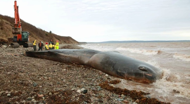 Il capodoglio morto sulla spiaggia canadese (immag diffuse da Marine Animal Response Society)