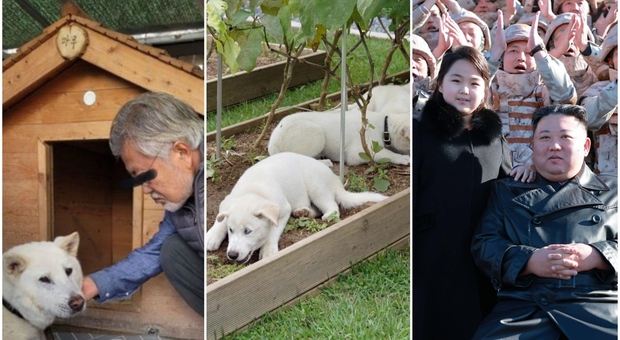 I cani donati da Kim Jong-un finiscono in uno zoo della Corea del Sud: scoppia il caso politico